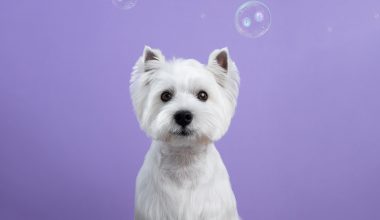 hydra-by-pet-society-nuestras-estrellas-02