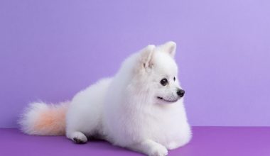 hydra-by-pet-society-nuestras-estrellas-03