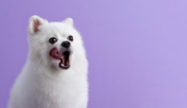 hydra-by-pet-society-nuestras-estrellas-04