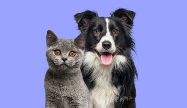 hydra-by-pet-society-nuestras-estrellas-05