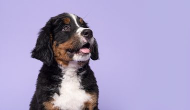 hydra-by-pet-society-nuestras-estrellas-06