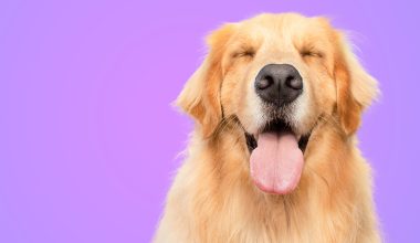 hydra-by-pet-society-nuestras-estrellas-07